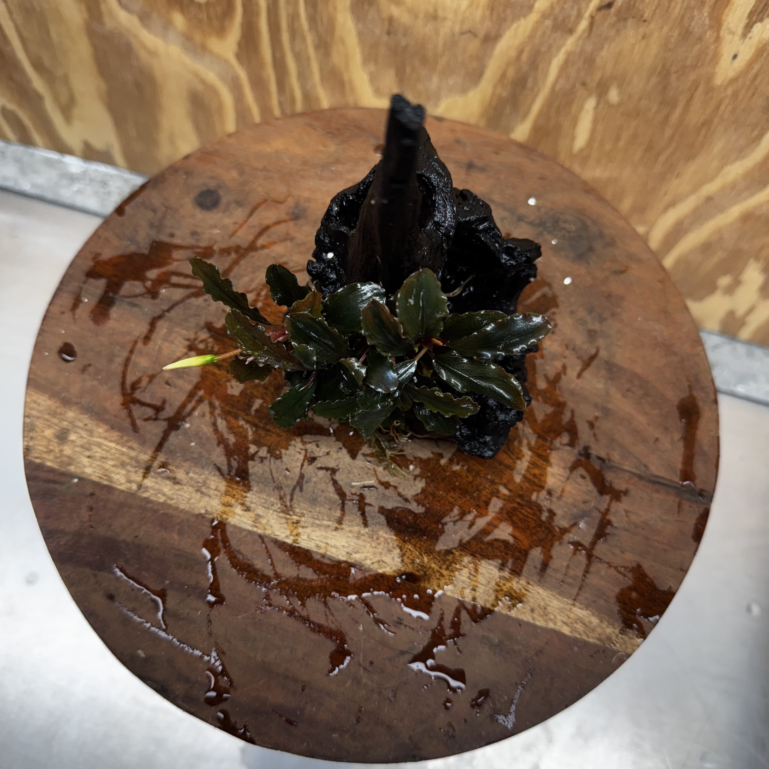 Scapeshop.com.au One Only Bucephalandra on Medium Driftwood - ONE ONLY - Beautiful Buy Bucephalandra on Medium Driftwood - ONE ONLY - Scapeshop Australia