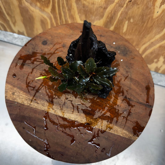 Scapeshop.com.au One Only Bucephalandra on Medium Driftwood - ONE ONLY - Beautiful Buy Bucephalandra on Medium Driftwood - ONE ONLY - Scapeshop Australia