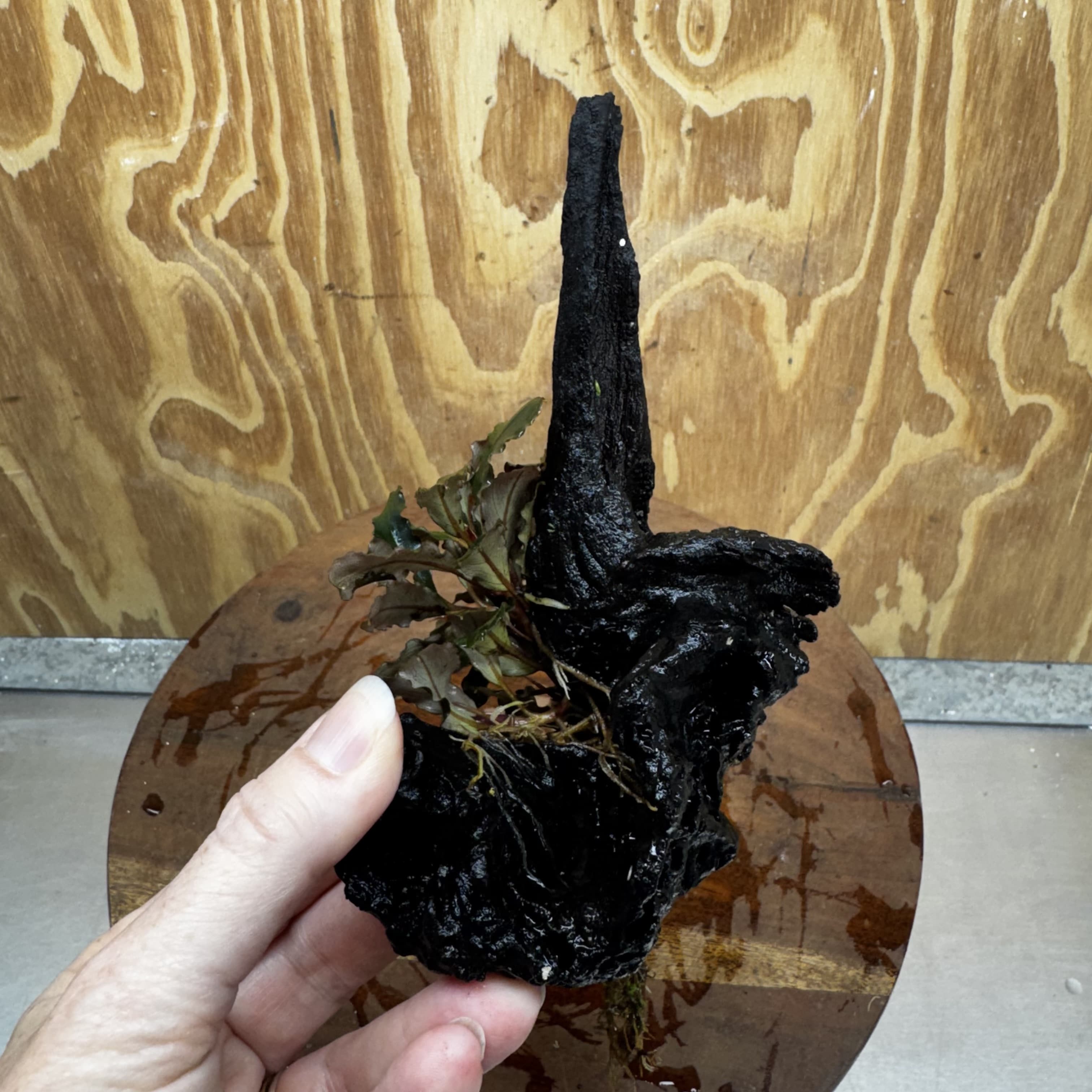 Scapeshop.com.au One Only Bucephalandra on Medium Driftwood - ONE ONLY - Beautiful Buy Bucephalandra on Medium Driftwood - ONE ONLY - Scapeshop Australia