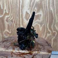 Scapeshop.com.au One Only Bucephalandra on Medium Driftwood - ONE ONLY - Beautiful Buy Bucephalandra on Medium Driftwood - ONE ONLY - Scapeshop Australia