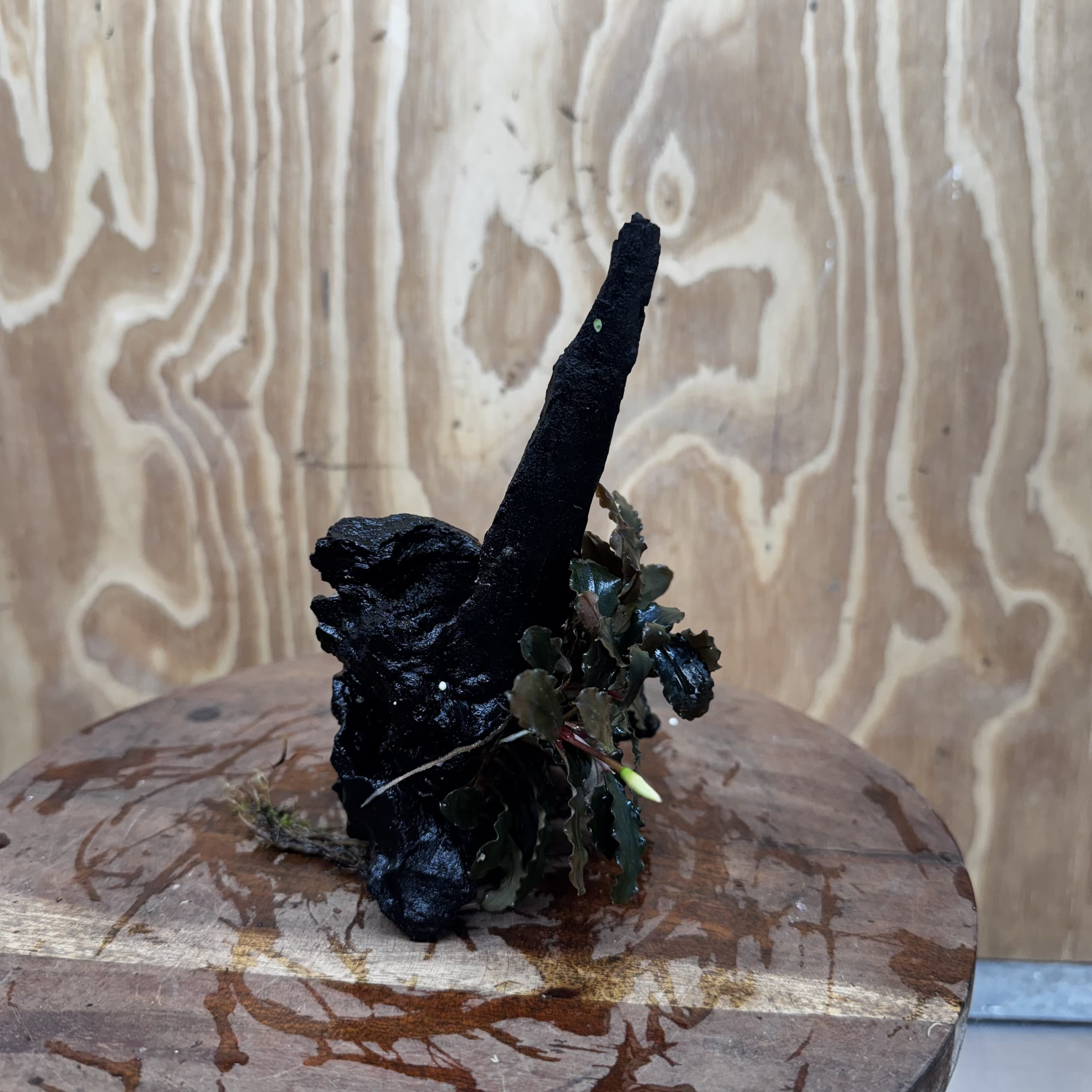 Scapeshop.com.au One Only Bucephalandra on Medium Driftwood - ONE ONLY - Beautiful Buy Bucephalandra on Medium Driftwood - ONE ONLY - Scapeshop Australia