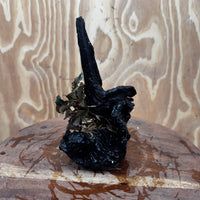 Scapeshop.com.au One Only Bucephalandra on Medium Driftwood - ONE ONLY - Beautiful Buy Bucephalandra on Medium Driftwood - ONE ONLY - Scapeshop Australia