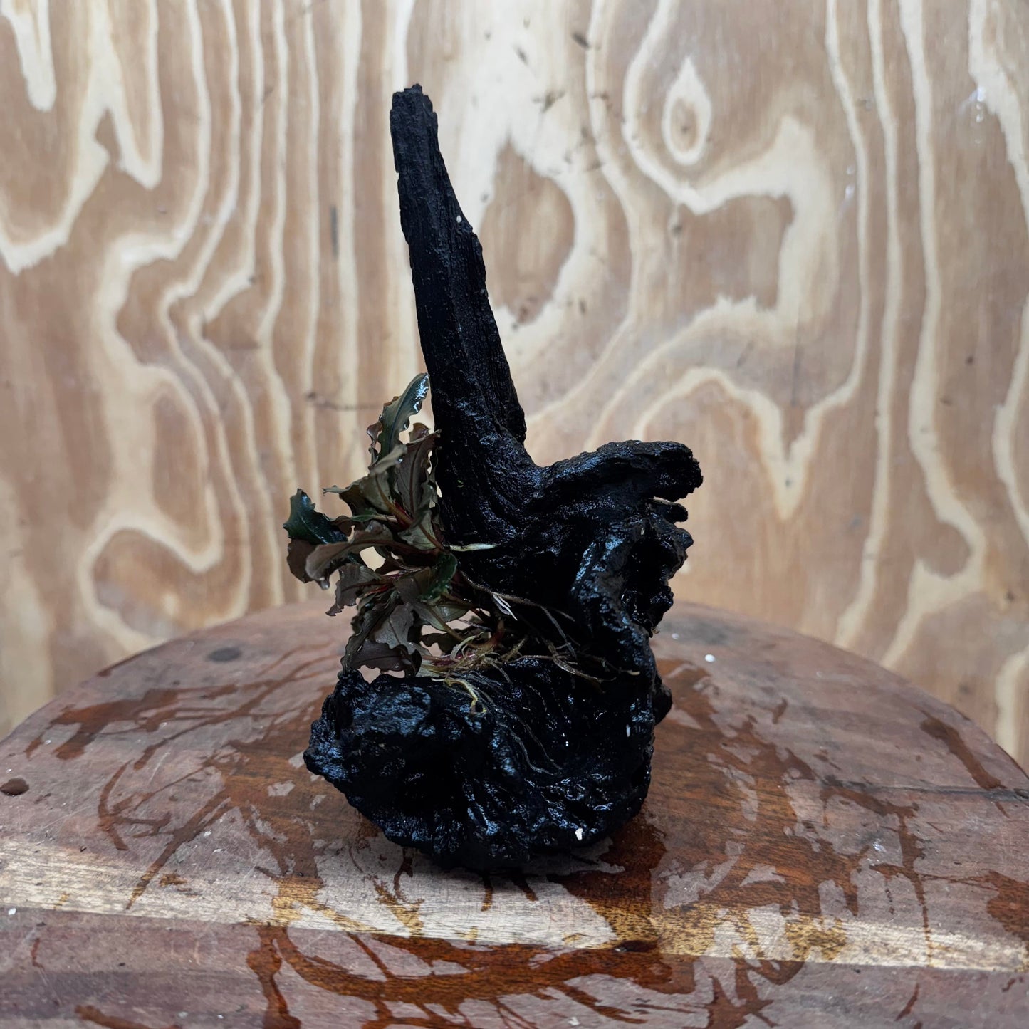 Scapeshop.com.au One Only Bucephalandra on Medium Driftwood - ONE ONLY - Beautiful Buy Bucephalandra on Medium Driftwood - ONE ONLY - Scapeshop Australia