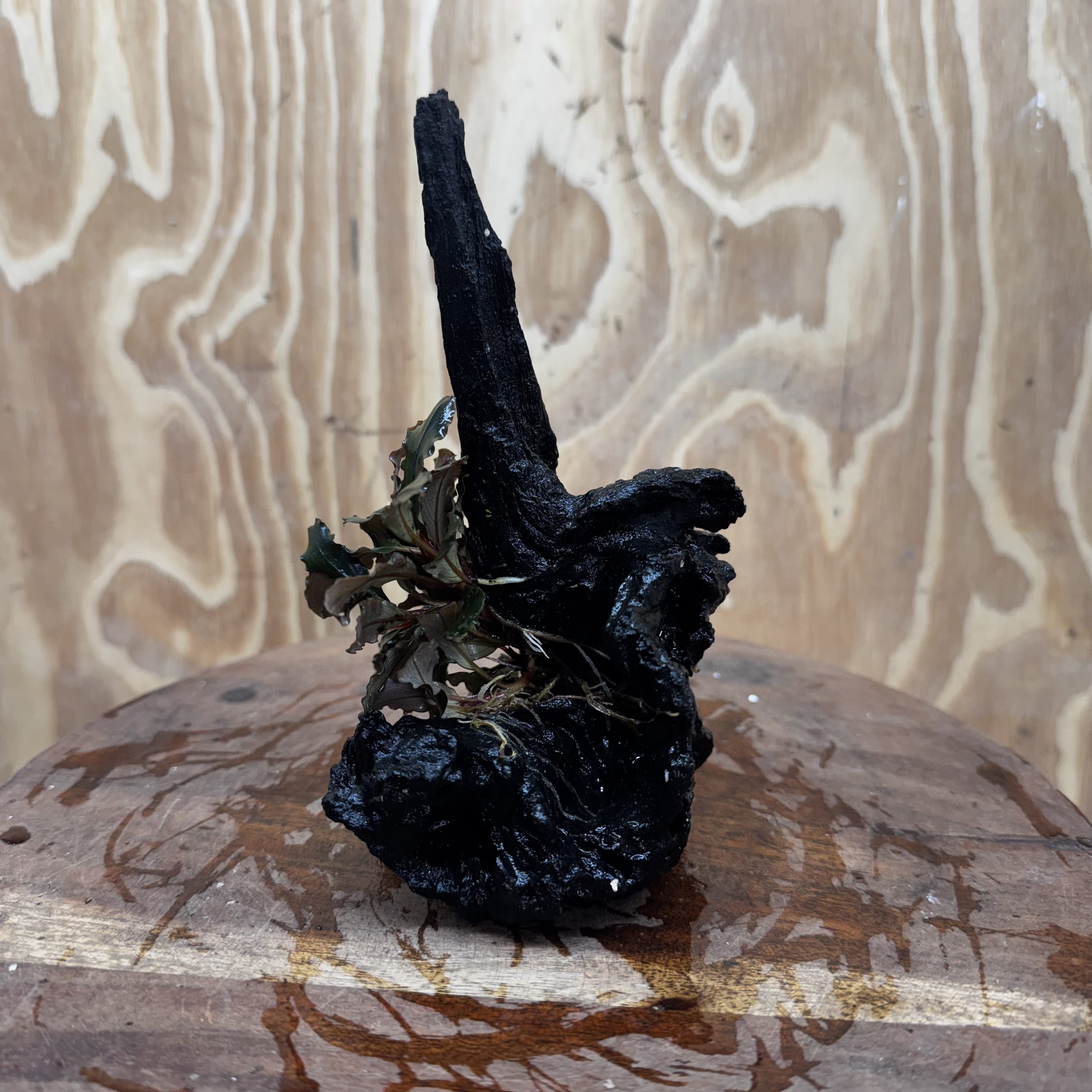 Scapeshop.com.au One Only Bucephalandra on Medium Driftwood - ONE ONLY - Beautiful Buy Bucephalandra on Medium Driftwood - ONE ONLY - Scapeshop Australia