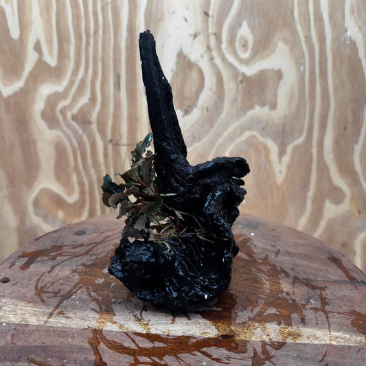 Scapeshop.com.au One Only Bucephalandra on Medium Driftwood - ONE ONLY - Beautiful Buy Bucephalandra on Medium Driftwood - ONE ONLY - Scapeshop Australia