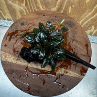 Scapeshop.com.au One Only Bucephalandra on Medium Driftwood - ONE ONLY - Beautiful Buy Bucephalandra on Medium Driftwood - ONE ONLY - Scapeshop Australia