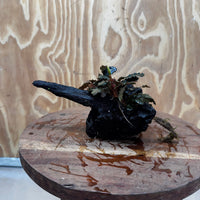 Scapeshop.com.au One Only Bucephalandra on Medium Driftwood - ONE ONLY - Beautiful Buy Bucephalandra on Medium Driftwood - ONE ONLY - Scapeshop Australia