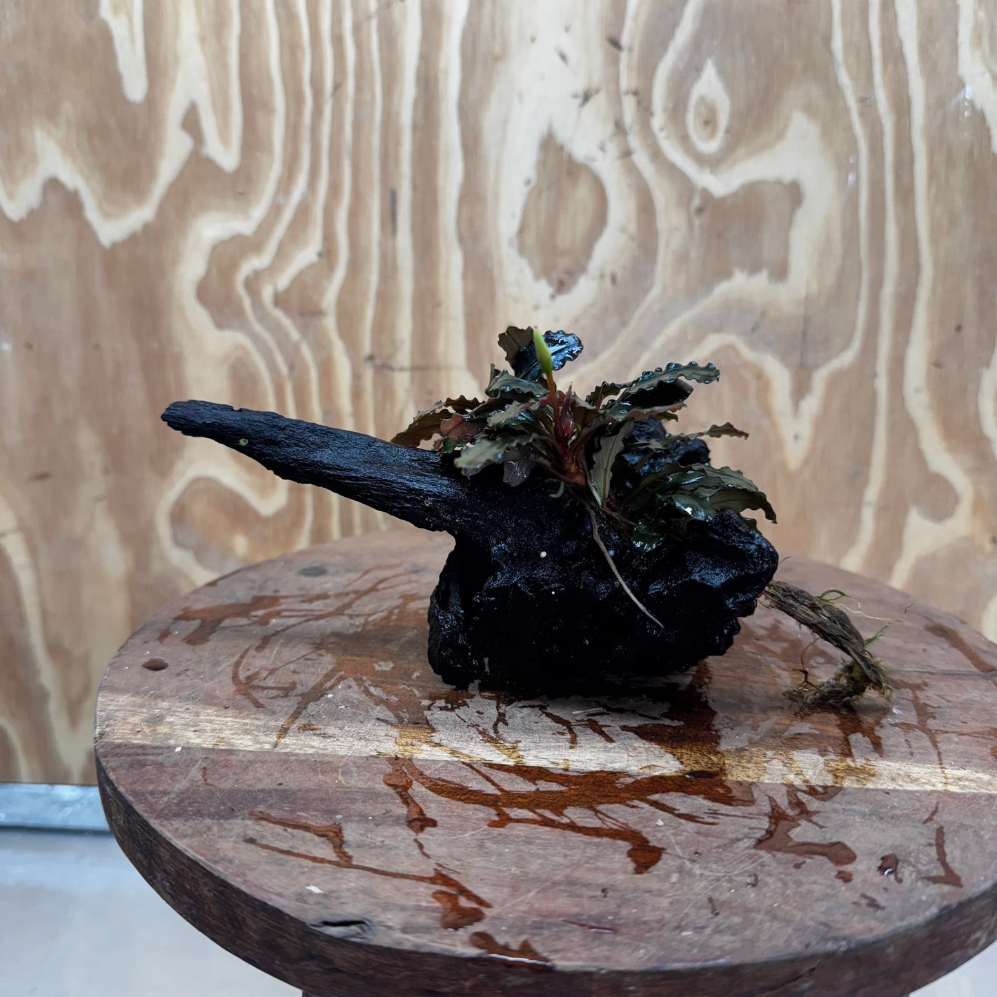 Scapeshop.com.au One Only Bucephalandra on Medium Driftwood - ONE ONLY - Beautiful Buy Bucephalandra on Medium Driftwood - ONE ONLY - Scapeshop Australia