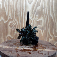 Scapeshop.com.au One Only Bucephalandra on Medium Driftwood - ONE ONLY - Beautiful Buy Bucephalandra on Medium Driftwood - ONE ONLY - Scapeshop Australia