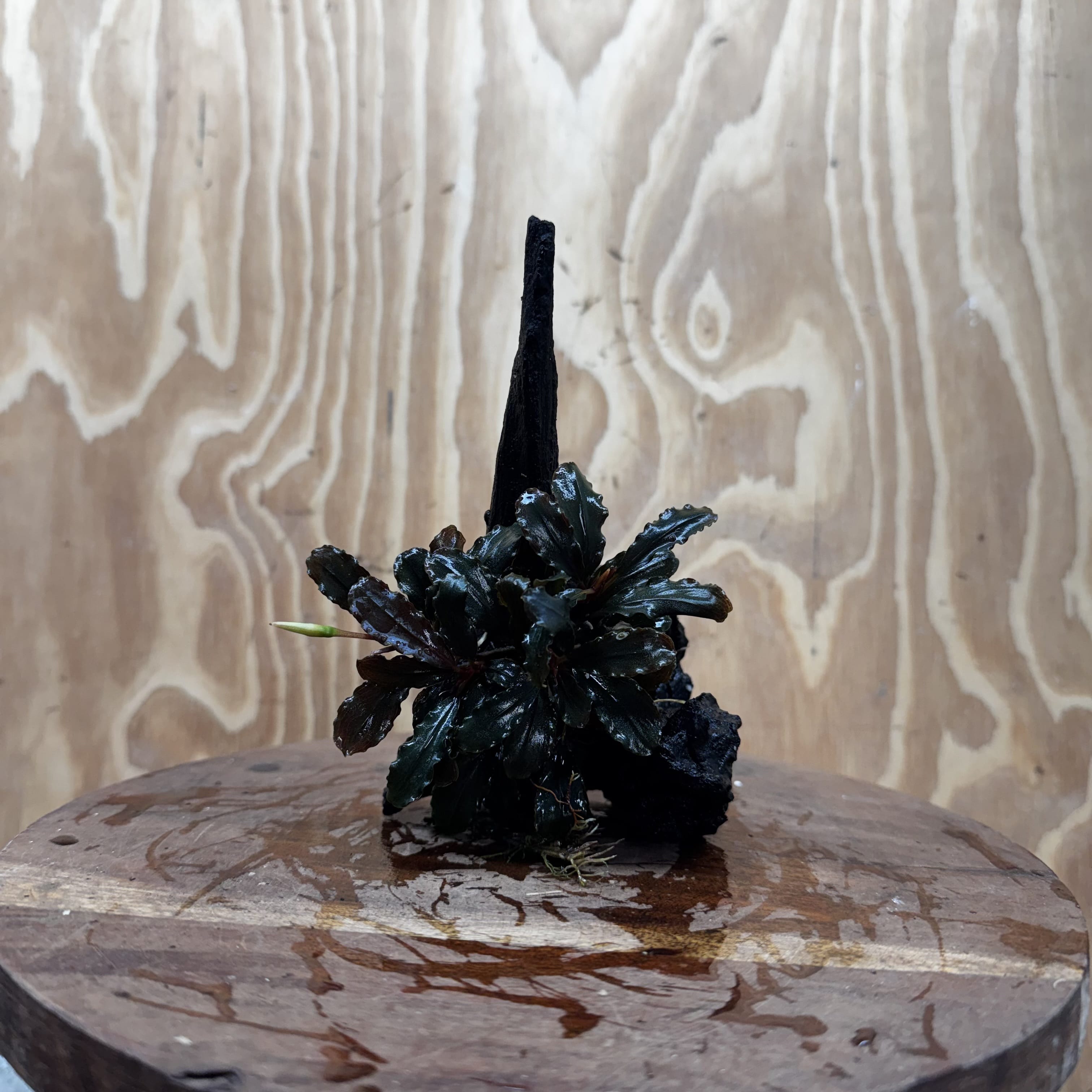 Scapeshop.com.au One Only Bucephalandra on Medium Driftwood - ONE ONLY - Beautiful Buy Bucephalandra on Medium Driftwood - ONE ONLY - Scapeshop Australia