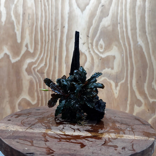 Scapeshop.com.au One Only Bucephalandra on Medium Driftwood - ONE ONLY - Beautiful Buy Bucephalandra on Medium Driftwood - ONE ONLY - Scapeshop Australia