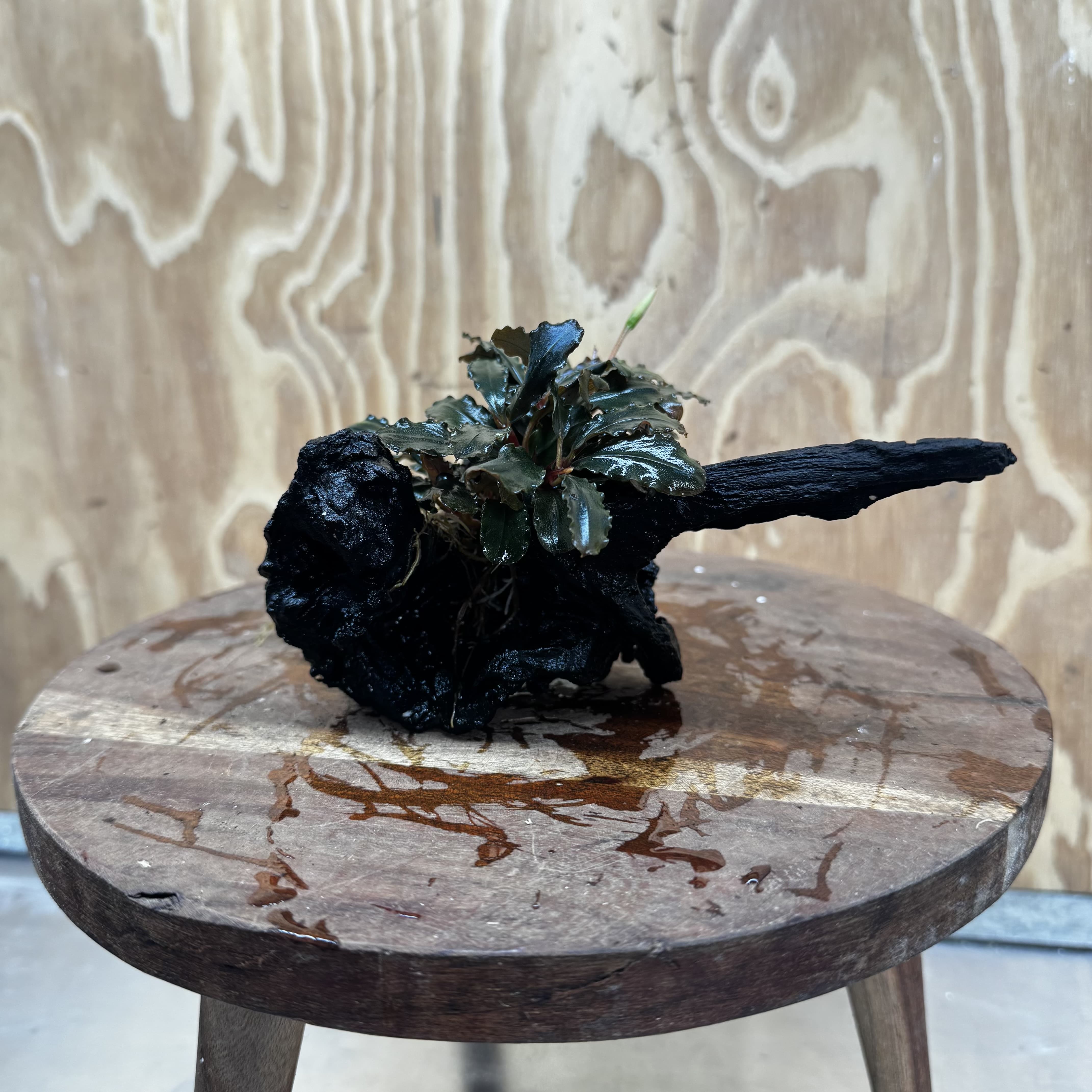 Scapeshop.com.au One Only Bucephalandra on Medium Driftwood - ONE ONLY - Beautiful Buy Bucephalandra on Medium Driftwood - ONE ONLY - Scapeshop Australia