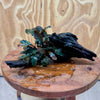 Scapeshop.com.au One Only Bucephalandra on Medium Driftwood - ONE ONLY - Bold Bucephalandra on Medium Driftwood - ONE ONLY - Bold Scapeshop Australia