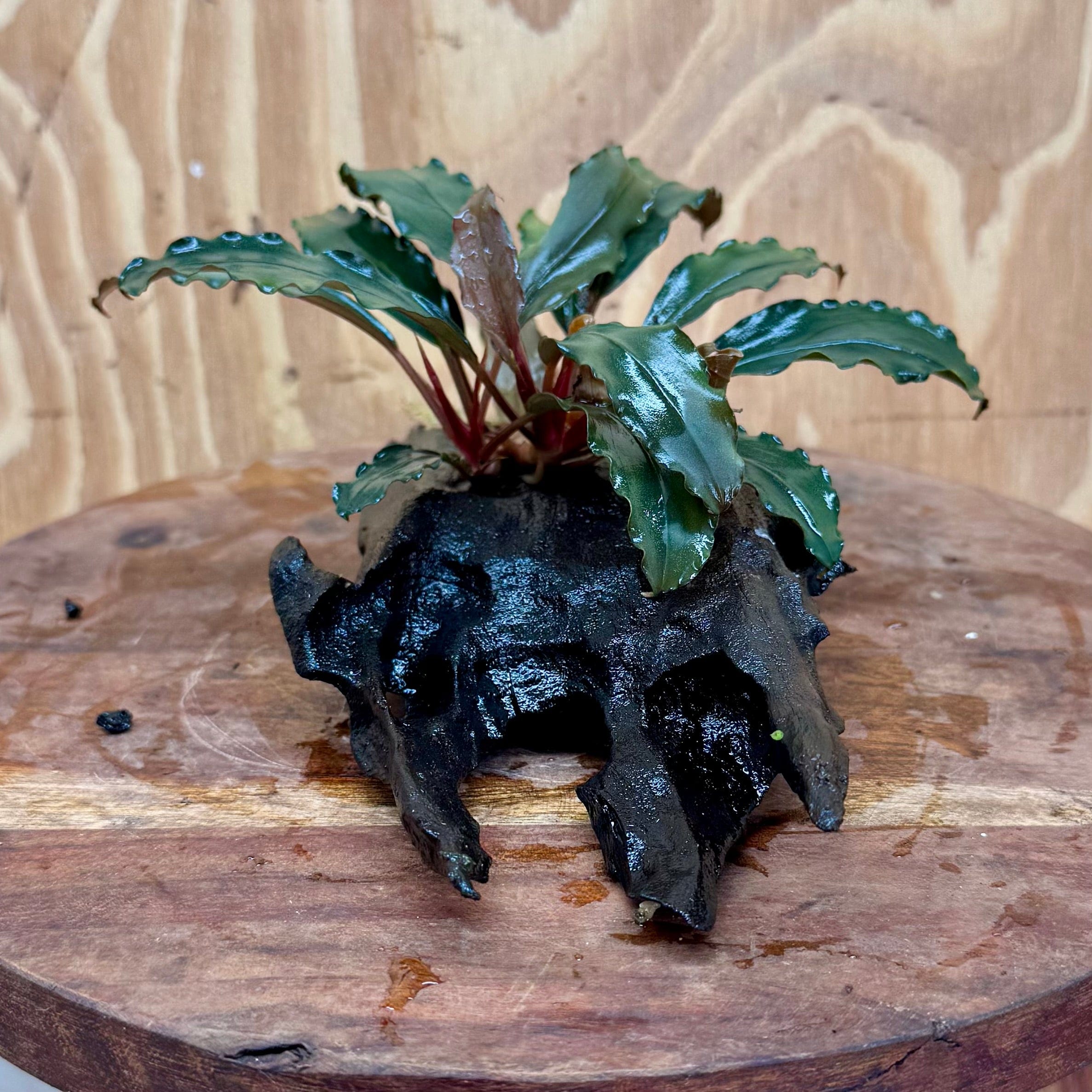 Scapeshop.com.au One Only Bucephalandra on Medium Driftwood - ONE ONLY - Creative Buy Bucephalandra on Medium Driftwood - ONE ONLY - Scapeshop Australia