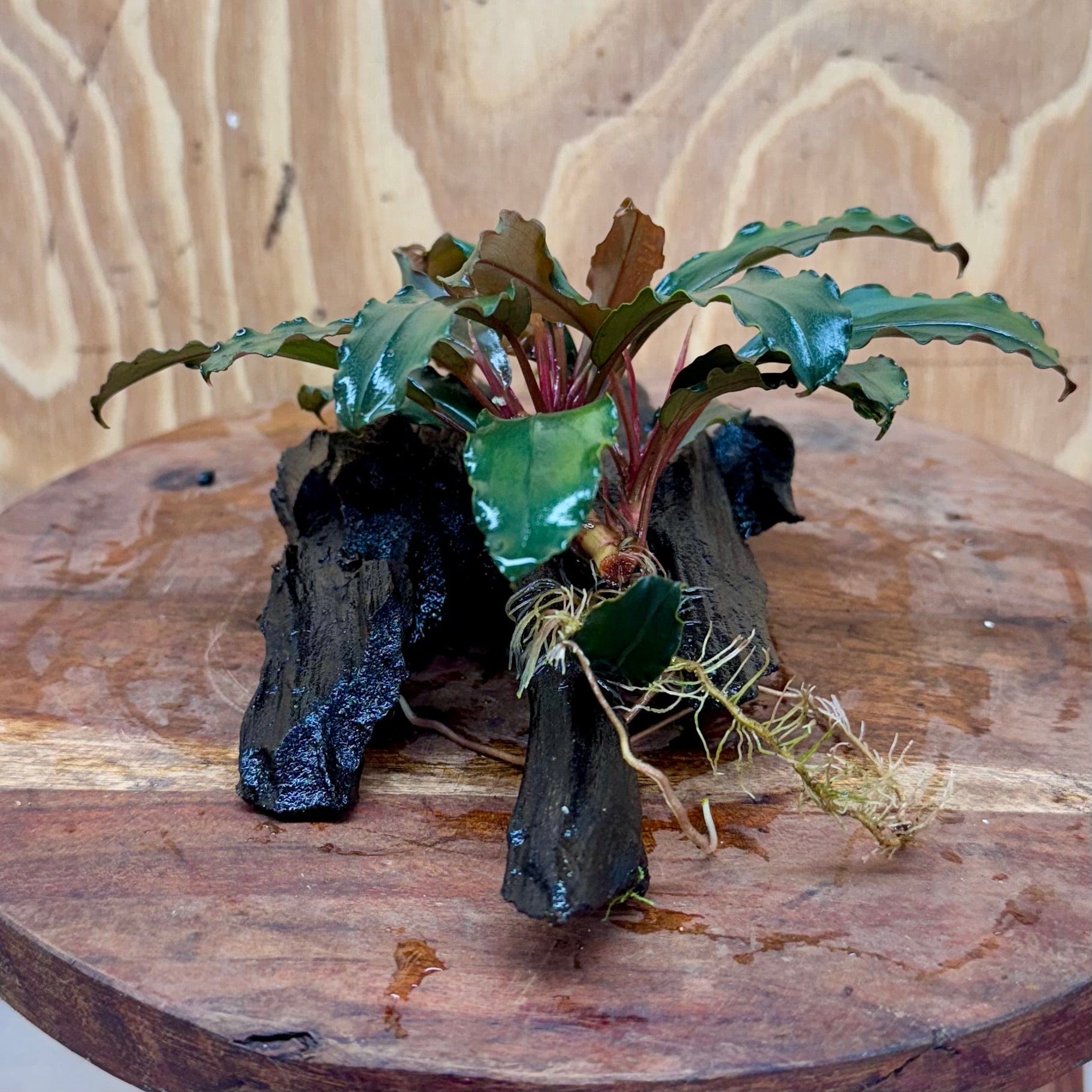 Scapeshop.com.au One Only Bucephalandra on Medium Driftwood - ONE ONLY - Creative Buy Bucephalandra on Medium Driftwood - ONE ONLY - Scapeshop Australia