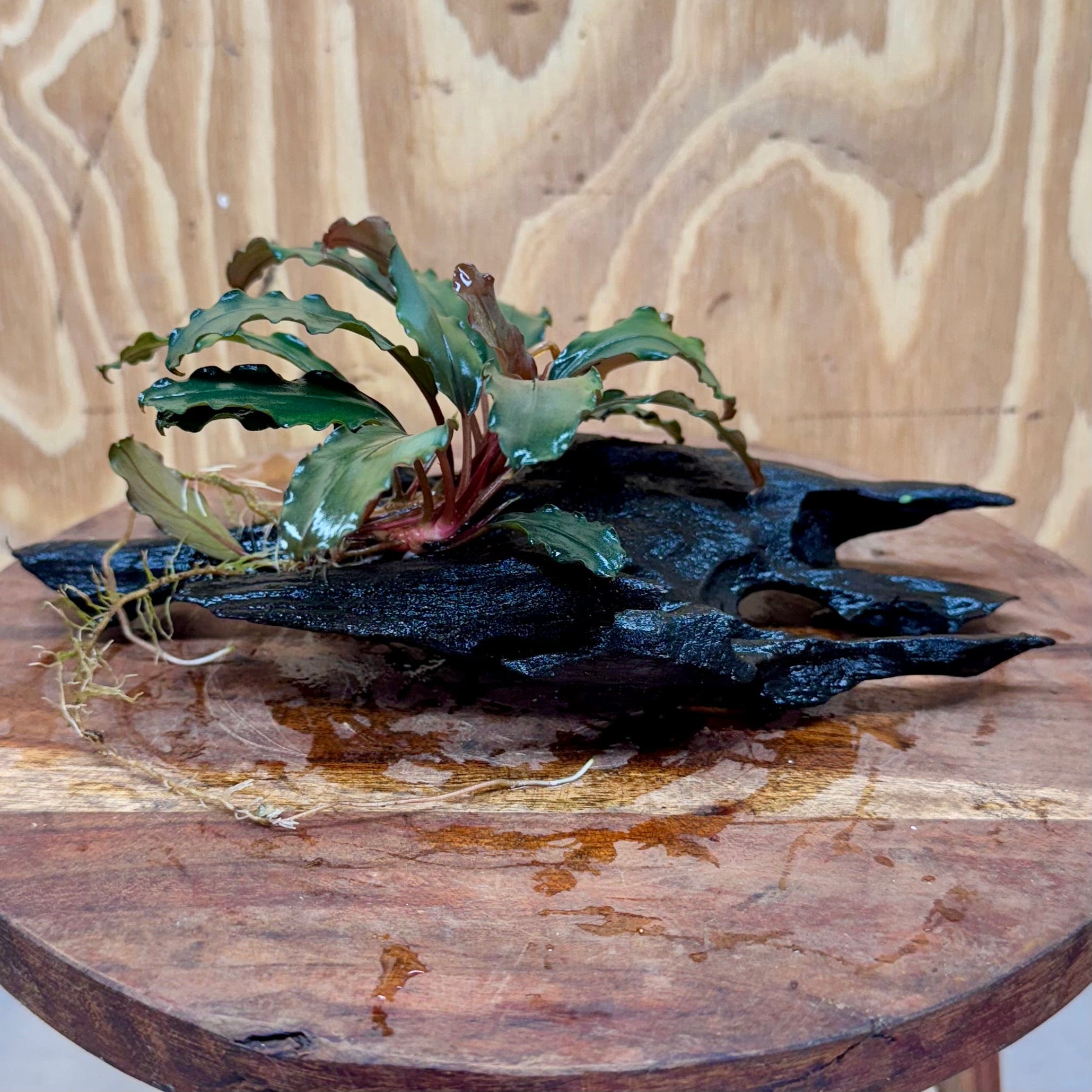 Scapeshop.com.au One Only Bucephalandra on Medium Driftwood - ONE ONLY - Creative Buy Bucephalandra on Medium Driftwood - ONE ONLY - Scapeshop Australia