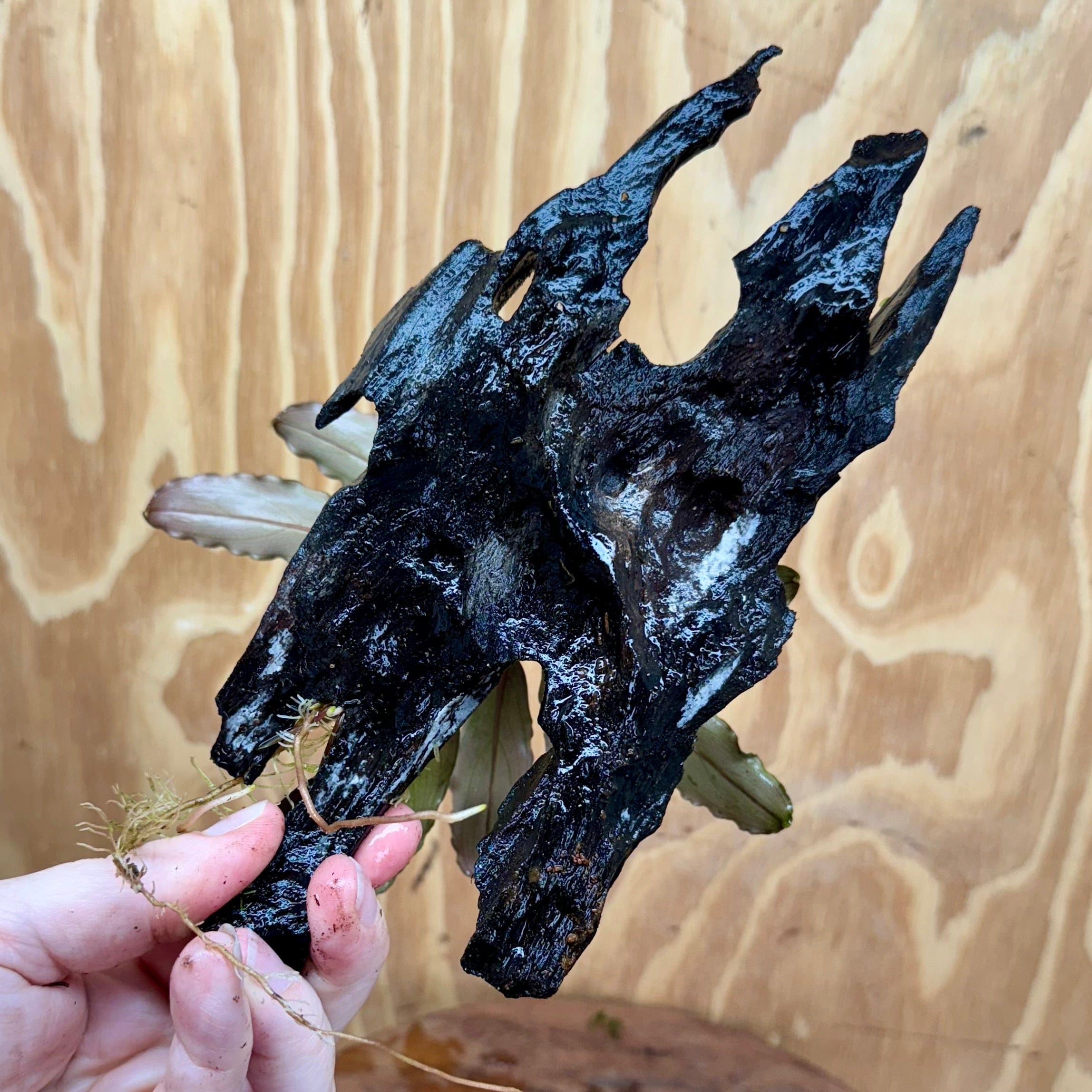 Scapeshop.com.au One Only Bucephalandra on Medium Driftwood - ONE ONLY - Creative Buy Bucephalandra on Medium Driftwood - ONE ONLY - Scapeshop Australia