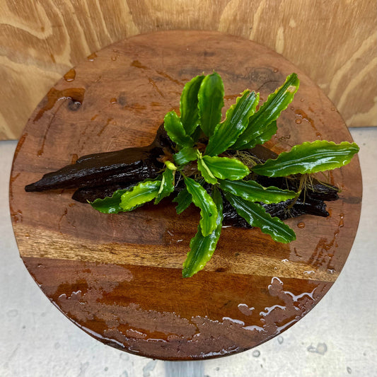 Scapeshop.com.au One Only Bucephalandra on Medium Driftwood - ONE ONLY - Creative Buy Bucephalandra on Medium Driftwood - ONE ONLY - Scapeshop Australia
