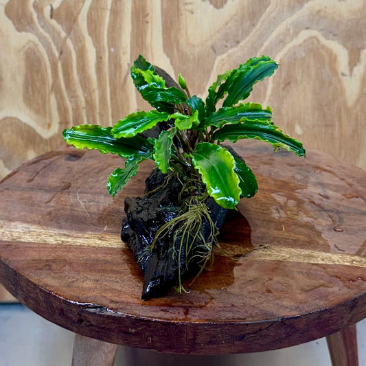 Scapeshop.com.au One Only Bucephalandra on Medium Driftwood - ONE ONLY - Creative Buy Bucephalandra on Medium Driftwood - ONE ONLY - Scapeshop Australia