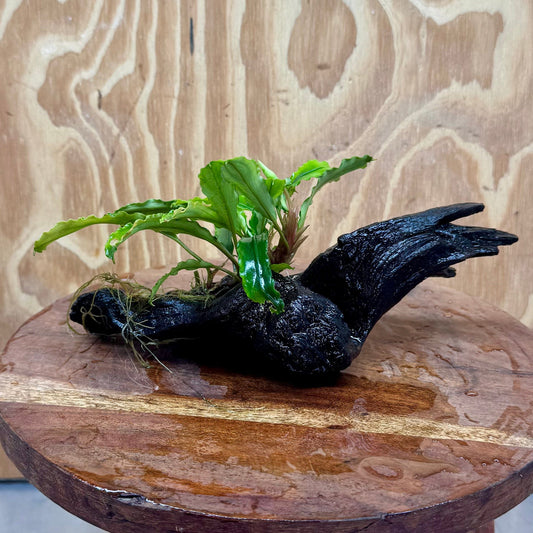Scapeshop.com.au One Only Bucephalandra on Medium Driftwood - ONE ONLY - Creative Buy Bucephalandra on Medium Driftwood - ONE ONLY - Scapeshop Australia