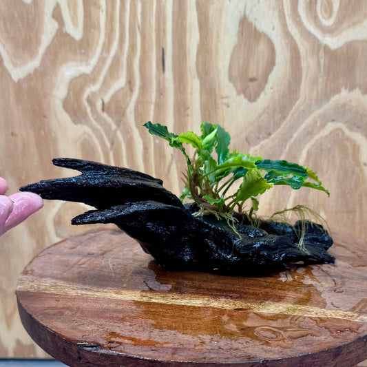 Scapeshop.com.au One Only Bucephalandra on Medium Driftwood - ONE ONLY - Creative Buy Bucephalandra on Medium Driftwood - ONE ONLY - Scapeshop Australia