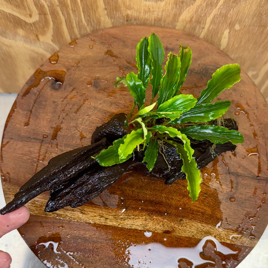 Scapeshop.com.au One Only Bucephalandra on Medium Driftwood - ONE ONLY - Creative Buy Bucephalandra on Medium Driftwood - ONE ONLY - Scapeshop Australia