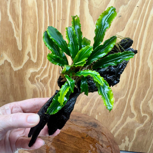 Scapeshop.com.au One Only Bucephalandra on Medium Driftwood - ONE ONLY - Creative Buy Bucephalandra on Medium Driftwood - ONE ONLY - Scapeshop Australia