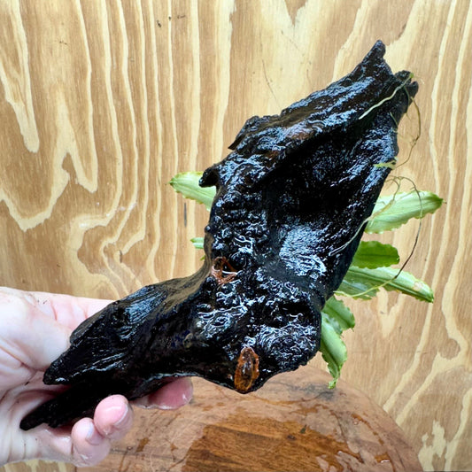 Scapeshop.com.au One Only Bucephalandra on Medium Driftwood - ONE ONLY - Creative Buy Bucephalandra on Medium Driftwood - ONE ONLY - Scapeshop Australia
