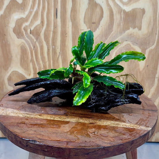Scapeshop.com.au One Only Bucephalandra on Medium Driftwood - ONE ONLY - Creative Buy Bucephalandra on Medium Driftwood - ONE ONLY - Scapeshop Australia