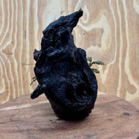 Scapeshop.com.au One Only Bucephalandra on Medium Driftwood - ONE ONLY - Creative Buy Bucephalandra on Medium Driftwood - ONE ONLY - Scapeshop Australia