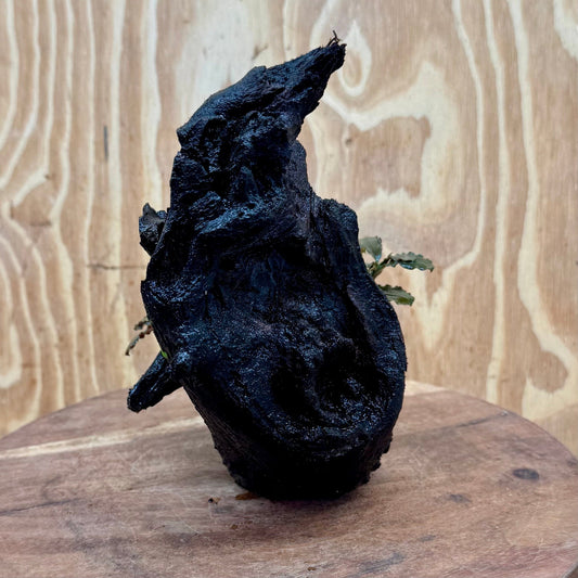 Scapeshop.com.au One Only Bucephalandra on Medium Driftwood - ONE ONLY - Creative Buy Bucephalandra on Medium Driftwood - ONE ONLY - Scapeshop Australia