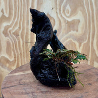 Scapeshop.com.au One Only Bucephalandra on Medium Driftwood - ONE ONLY - Creative Buy Bucephalandra on Medium Driftwood - ONE ONLY - Scapeshop Australia