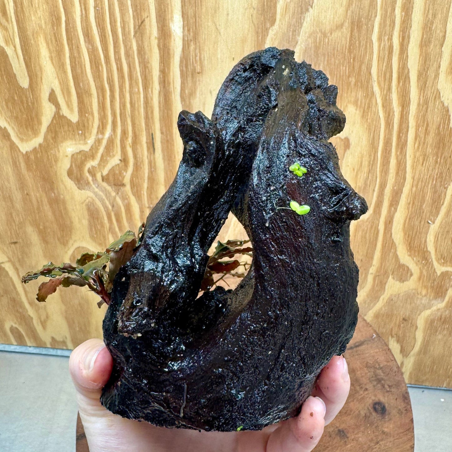 Scapeshop.com.au One Only Bucephalandra on Medium Driftwood - ONE ONLY - Creative Buy Bucephalandra on Medium Driftwood - ONE ONLY - Scapeshop Australia