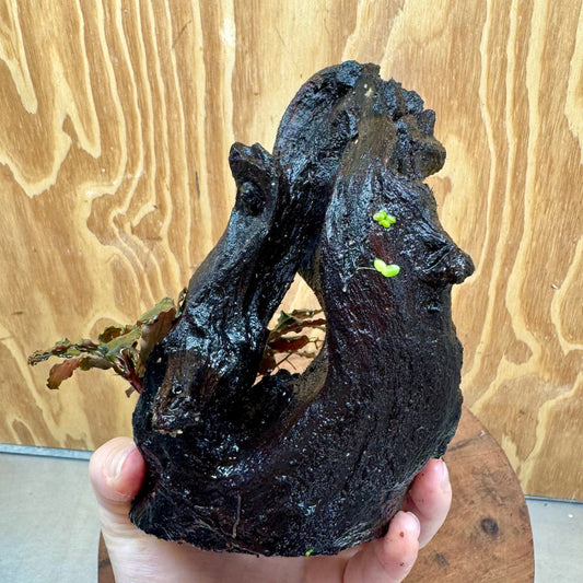 Scapeshop.com.au One Only Bucephalandra on Medium Driftwood - ONE ONLY - Creative Buy Bucephalandra on Medium Driftwood - ONE ONLY - Scapeshop Australia