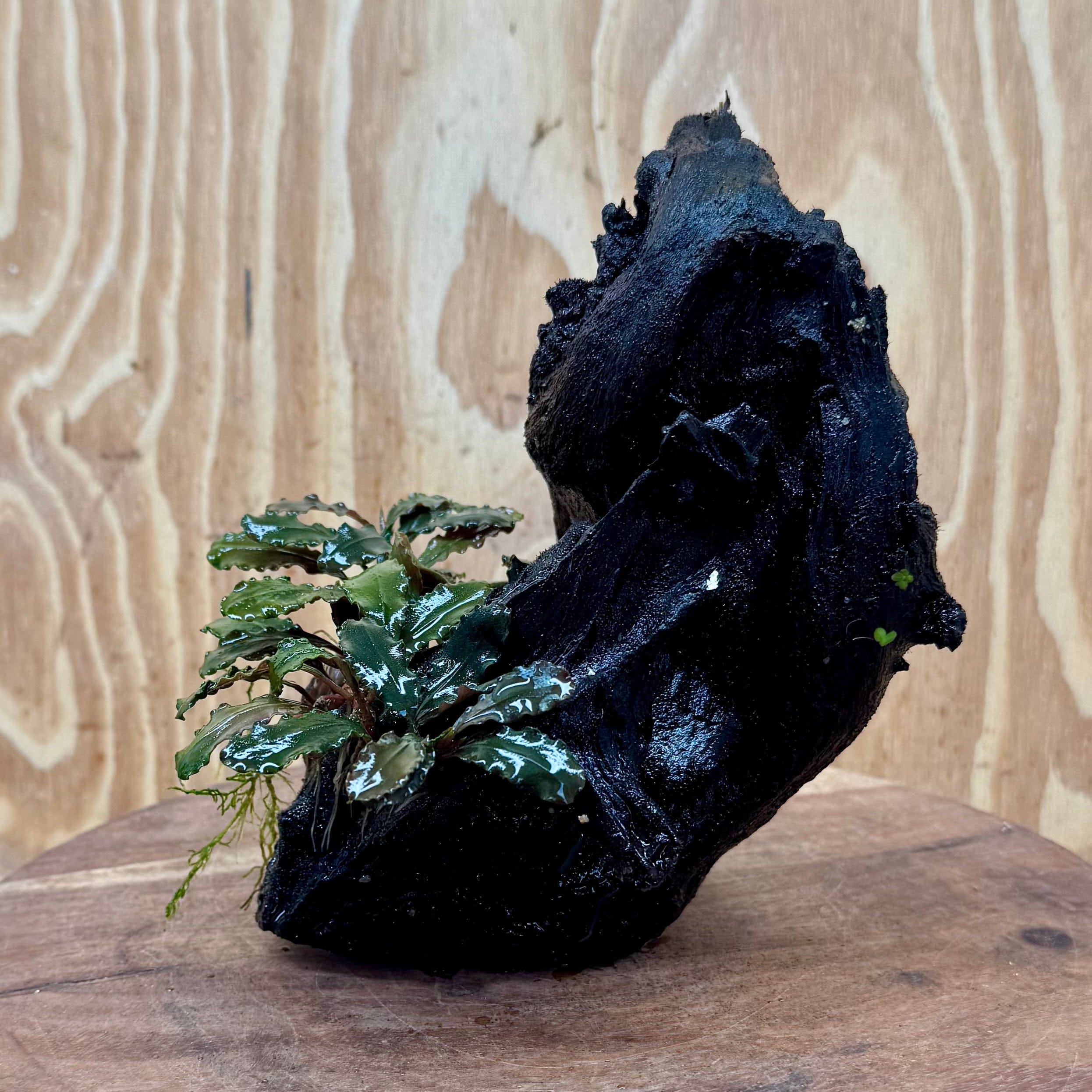 Scapeshop.com.au One Only Bucephalandra on Medium Driftwood - ONE ONLY - Creative Buy Bucephalandra on Medium Driftwood - ONE ONLY - Scapeshop Australia