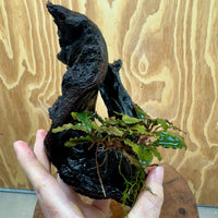 Scapeshop.com.au One Only Bucephalandra on Medium Driftwood - ONE ONLY - Creative Buy Bucephalandra on Medium Driftwood - ONE ONLY - Scapeshop Australia