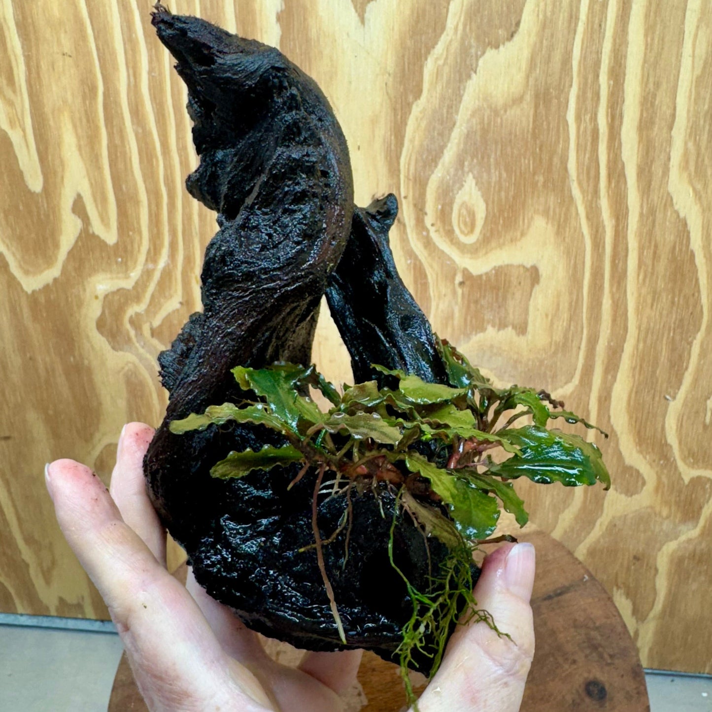 Scapeshop.com.au One Only Bucephalandra on Medium Driftwood - ONE ONLY - Creative Buy Bucephalandra on Medium Driftwood - ONE ONLY - Scapeshop Australia