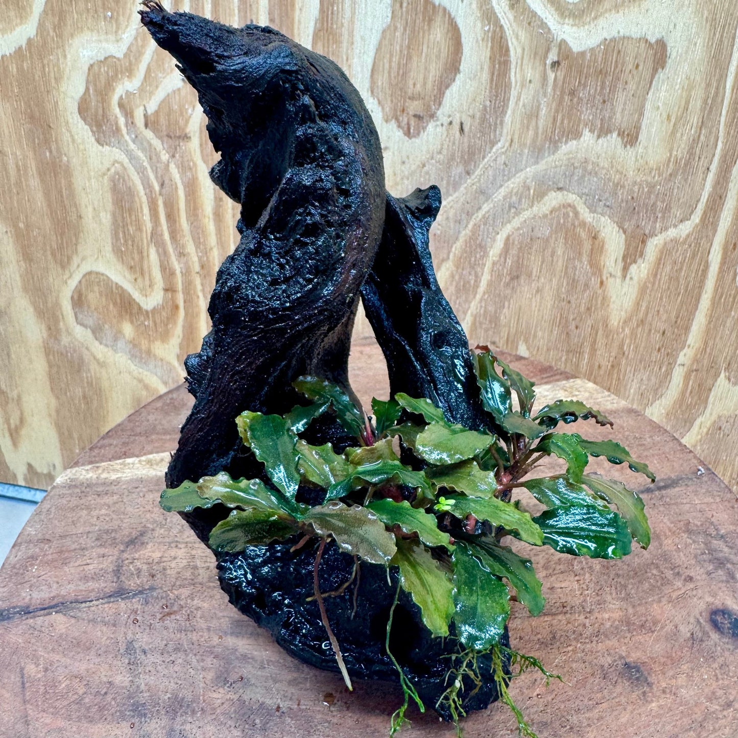 Scapeshop.com.au One Only Bucephalandra on Medium Driftwood - ONE ONLY - Creative Buy Bucephalandra on Medium Driftwood - ONE ONLY - Scapeshop Australia