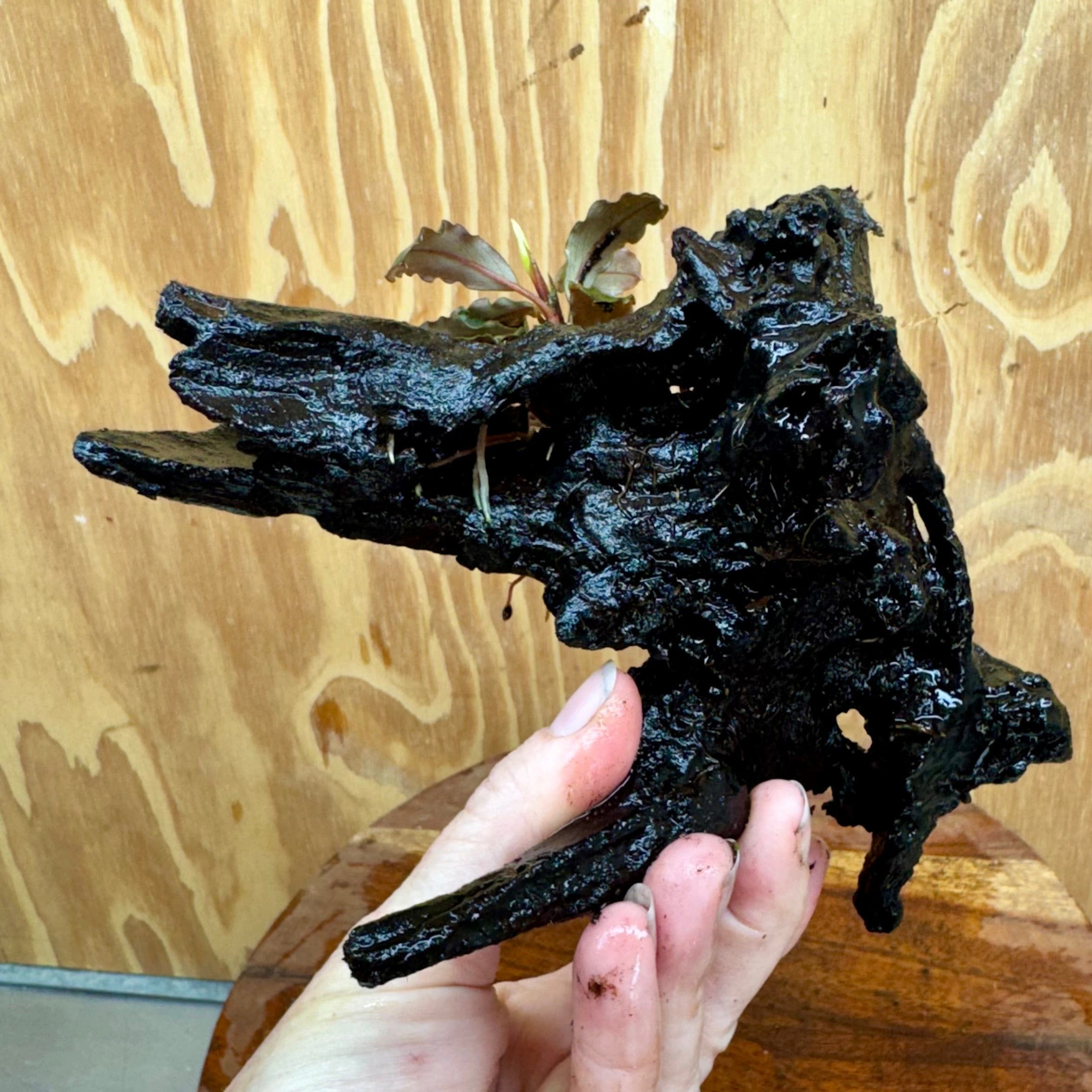 Scapeshop.com.au One Only Bucephalandra on Medium Driftwood - ONE ONLY - Creative Buy Bucephalandra on Medium Driftwood - ONE ONLY - Scapeshop Australia