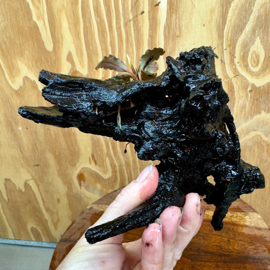 Scapeshop.com.au One Only Bucephalandra on Medium Driftwood - ONE ONLY - Creative Buy Bucephalandra on Medium Driftwood - ONE ONLY - Scapeshop Australia