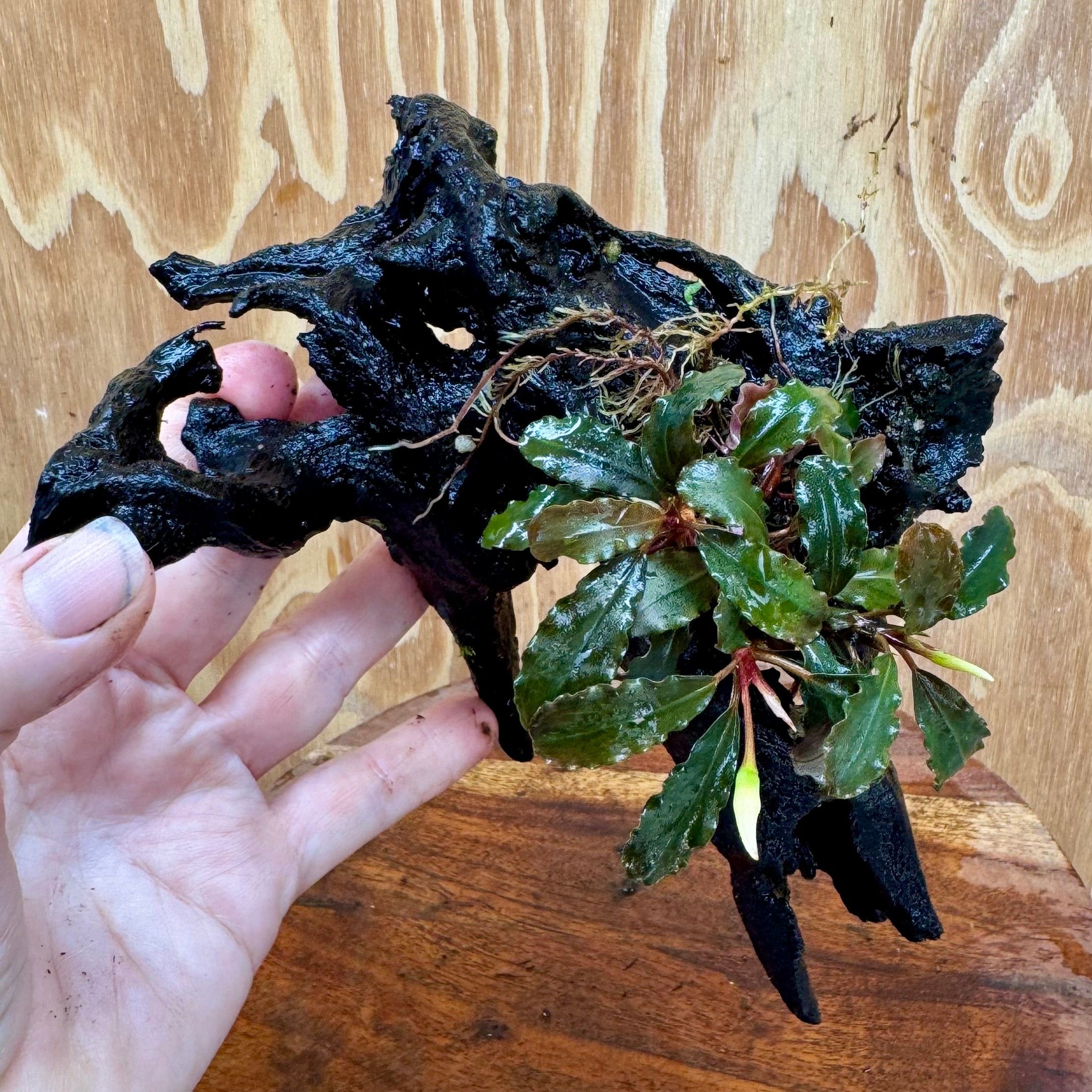 Scapeshop.com.au One Only Bucephalandra on Medium Driftwood - ONE ONLY - Creative Buy Bucephalandra on Medium Driftwood - ONE ONLY - Scapeshop Australia
