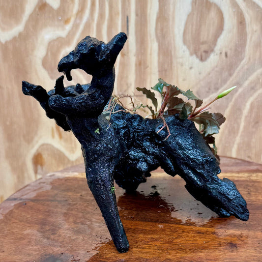 Scapeshop.com.au One Only Bucephalandra on Medium Driftwood - ONE ONLY - Creative Buy Bucephalandra on Medium Driftwood - ONE ONLY - Scapeshop Australia