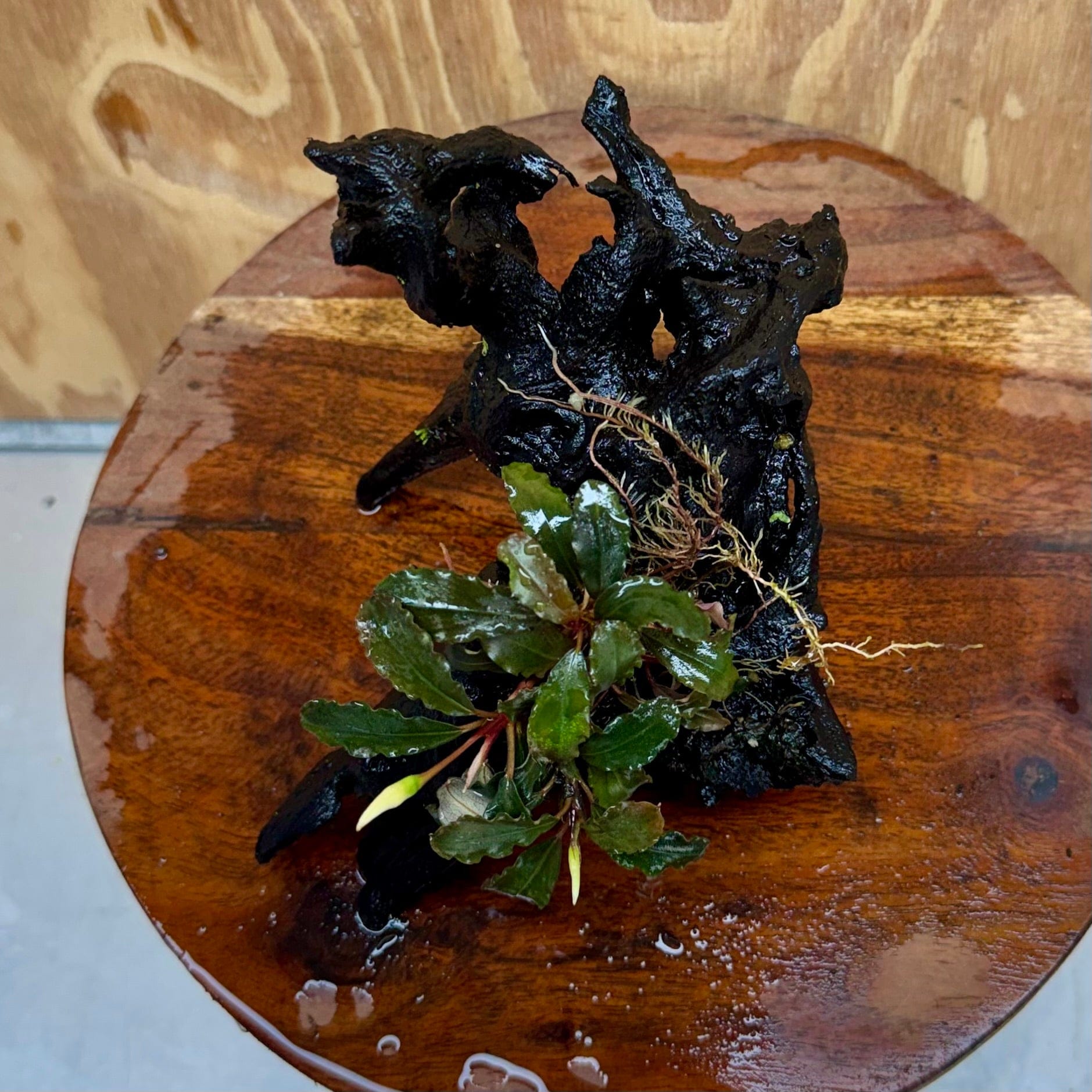 Scapeshop.com.au One Only Bucephalandra on Medium Driftwood - ONE ONLY - Creative Buy Bucephalandra on Medium Driftwood - ONE ONLY - Scapeshop Australia