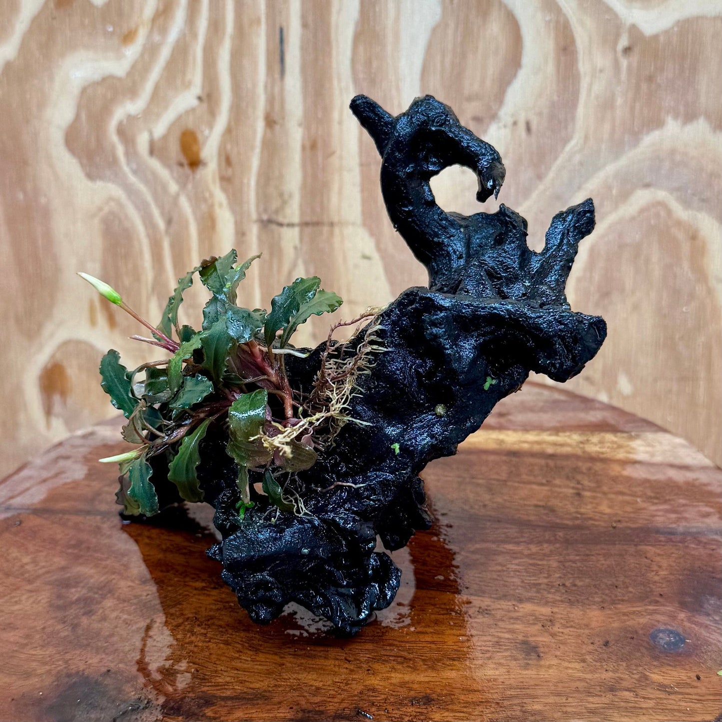 Scapeshop.com.au One Only Bucephalandra on Medium Driftwood - ONE ONLY - Creative Buy Bucephalandra on Medium Driftwood - ONE ONLY - Scapeshop Australia