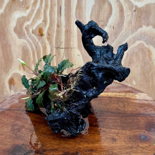 Scapeshop.com.au One Only Bucephalandra on Medium Driftwood - ONE ONLY - Creative Buy Bucephalandra on Medium Driftwood - ONE ONLY - Scapeshop Australia