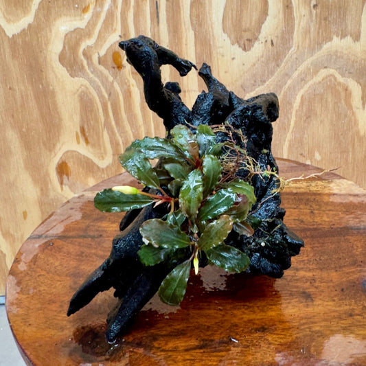 Scapeshop.com.au One Only Bucephalandra on Medium Driftwood - ONE ONLY - Creative Buy Bucephalandra on Medium Driftwood - ONE ONLY - Scapeshop Australia