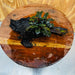 Scapeshop.com.au One Only Bucephalandra on Medium Driftwood - ONE ONLY - Creative Buy Bucephalandra on Medium Driftwood - ONE ONLY - Scapeshop Australia