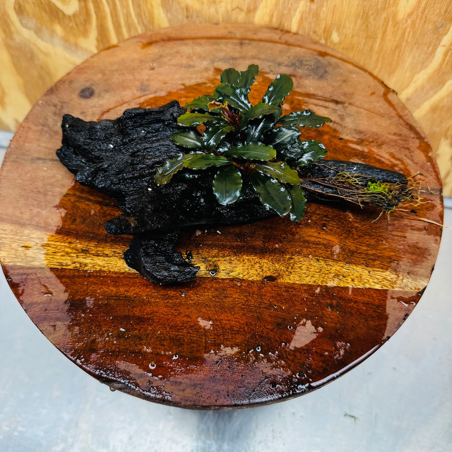 Scapeshop.com.au One Only Bucephalandra on Medium Driftwood - ONE ONLY - Creative Buy Bucephalandra on Medium Driftwood - ONE ONLY - Scapeshop Australia