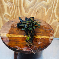 Scapeshop.com.au One Only Bucephalandra on Medium Driftwood - ONE ONLY - Creative Buy Bucephalandra on Medium Driftwood - ONE ONLY - Scapeshop Australia