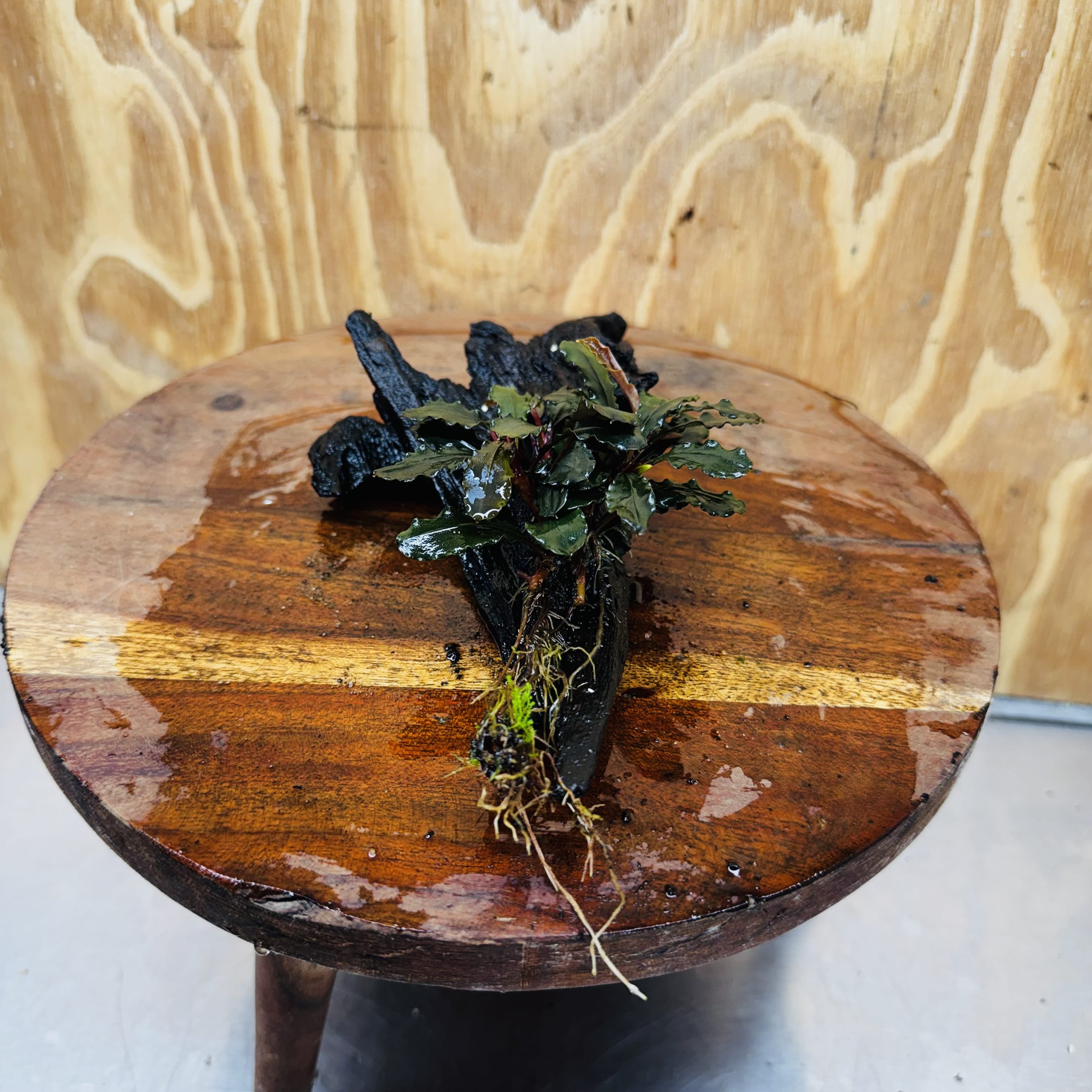 Scapeshop.com.au One Only Bucephalandra on Medium Driftwood - ONE ONLY - Creative Buy Bucephalandra on Medium Driftwood - ONE ONLY - Scapeshop Australia